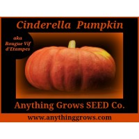 Pumpkin - Cinderella, Rouge Vif d'Etampes - Organic